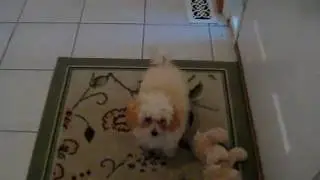 OMG! ADORABLE PUPPY RUNNING AROUND LIKE CRAZY!!!!!!