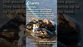 CLAMS on BEACH JBManCave.com #Shorts