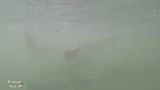 Lady Bird Lake vegetation at risk after &lsquo;mass migration&rsquo; of carp
