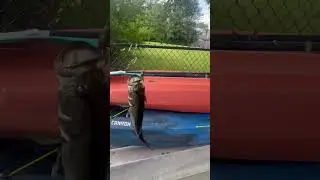 Catching bass with net bait craw paca chunk sr like and subscribe