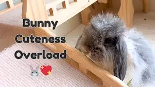 Самое милое поведение кроликов на свете 🐇❤️ &mdash; шлепки, пинки, вылизывание, еда и многое другое!
