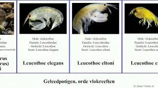 Geleedpotigen, orde vlokreeften epimeria drakepimeria leucothoe cinderella pandora elegans valida