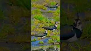 Northern Lapwing in Manas National Park | 4K Shorts