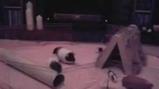 Guinea Pigs indoor run