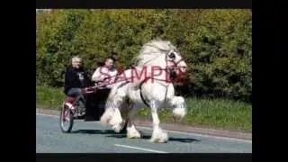 stepping cob