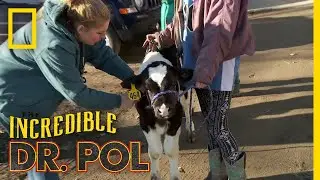 A Wheezing Calf | The Incredible Dr. Pol
