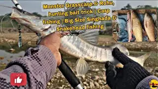 Monster Grasscarp & Rohu, hunting bait trick | Carp fishing | Big Size Singhada & Snakehead fishing🎣