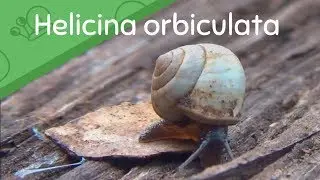 Globular Drop Snail (Helicina orbiculata) #1