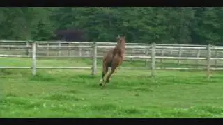 Valon.wmv