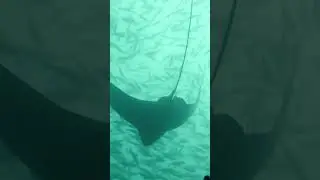 #shorts Aetobatus narinari - Spotted eagle ray - flying by #underwater Full Video in Description