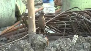 Indian Chat or Brown Rock Chat (Cercomela fusca)