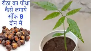 ritha ka ped kaise lagaye  how to grow ritha 🌱Next part2🌱