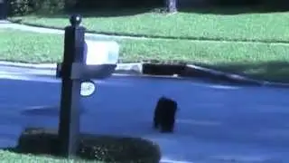 Black Cockapoo Dog Loose and Barking
