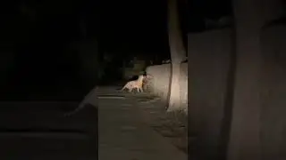 Tiger enters a house at night.Tiger seen in the village at night.Tiger jumping. #tiger#hunter