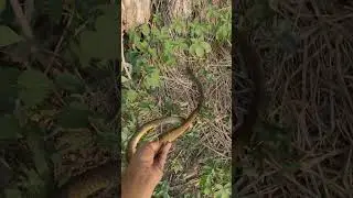 Common Rat Snake Rescued and Released on 20/08/2024