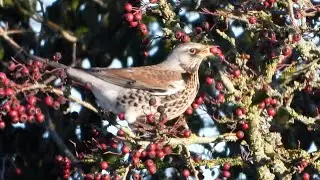 Goldcliff Birding #240 - Fieldfare and Lapwing 4K