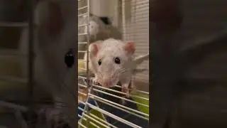 Feeding rats #shortsvideo #pets #cute #rat
