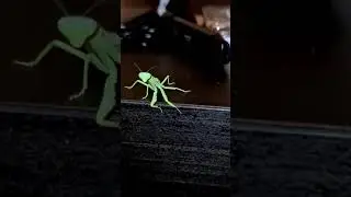 mantis dance.  Still D.R.E