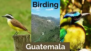 Birding Guatemala - Motmots, Warblers and an Epic Adventure!