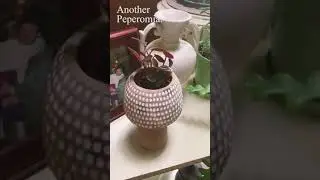Victoria Gardens: House Plants at Home