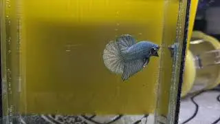 solid copper betta batch 1 spawn. SNI line.