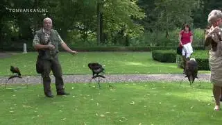 Demonstratie Valkerij Rijssen Roofvogelshow Falconry