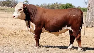 Lot 3 DAYV144 Days Whiteface 2026