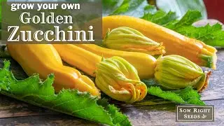 Sow Right Seeds | Golden Zucchini