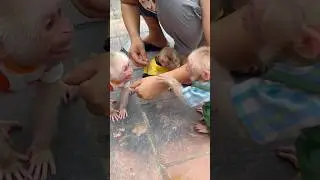 Two monkeys jealous of each other when they are with their mother #monkey