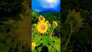 Dingalan Arora Philippines #drsrikanthgunturu #love#songs