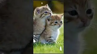 trop kawaiiner