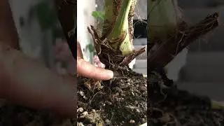 Губительные ошибки при пересадке пальм. Финиковая пальма из косточки #комнатныерастения #пальма