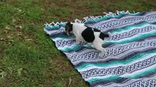 Щенки бигля на продажу