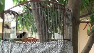 pichon de negrito empezando a