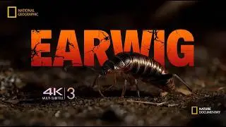 Earwig: The Misunderstood Night Insect That Thrives in Darkness