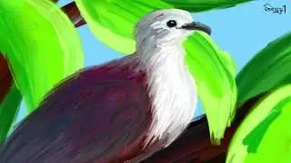 Polynesian Ground Dove 폴리네시아땅비둘기 그리기