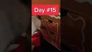 Day 15! Www.FeathersandFurryFriends.com #braintraining4dogs #feathersndfurryfriends