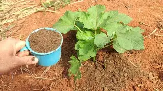 ESSE &Eacute; O MELHOR ADUBO PARA O QUIABO E OUTRAS PLANTAS - DANIEL BARONI