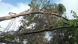 Huge hog plum tree blow down by strong wind 