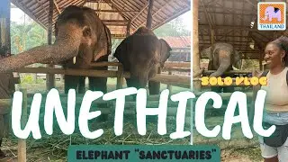 Exposed: Cruelty at Thailand's Unethical Elephant 