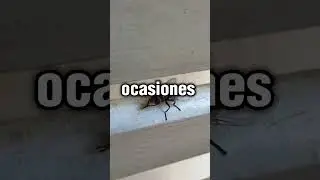 SABIAS QUE CUANDO LAS MOSCAS SE FROTAN LAS MANOS... #mosca #moscas #shortsyoutube #stumble