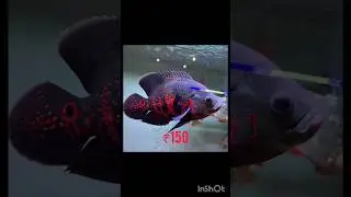 😮 Oscar Fish price part 1