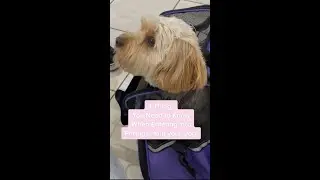 4 Things You Need to Travel with Your Dog to Portugal! #shorts