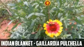 Indian blanket flower video | Gaillardia Pulchella video | Flower pollination  video