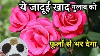 जनवरी में तुरंत डालें ये जादुई खाद आपका गुलाब फूलों से भर जाएगा/Rose Plant Care Tips &Fertilizer 