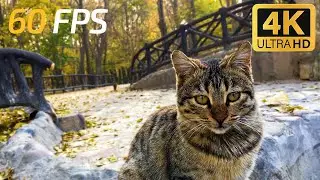 A Cozy Autumn Walk With a Tabby Cat | 4K 60FPS Cat Vlog