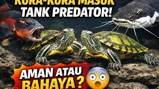 Observasi Kura-Kura Brazil di Tank Predator | PBass, Oscar & RTC