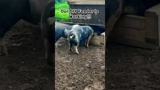 Our DIY Pig Feeder Is Working! #shorts #pigs #diy #stepbystep #guide #homesteading #farmlife