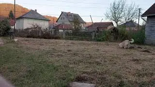 Plútó ás