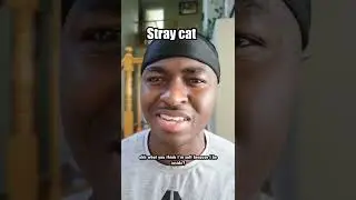 The real convo between street cats and house cats beef